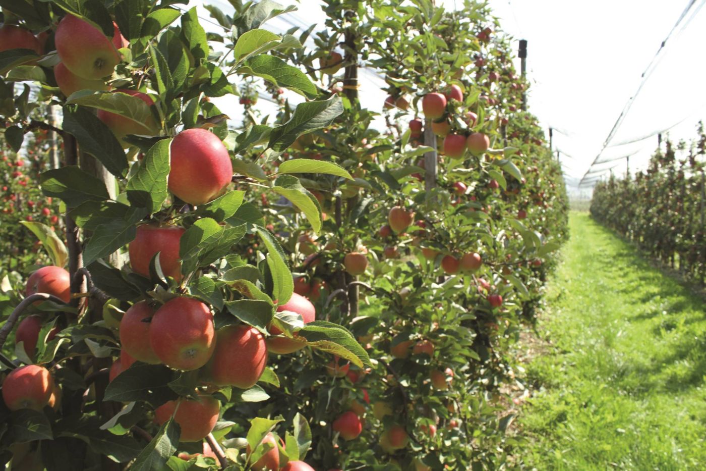 Die Apfelernte am Bodensee
