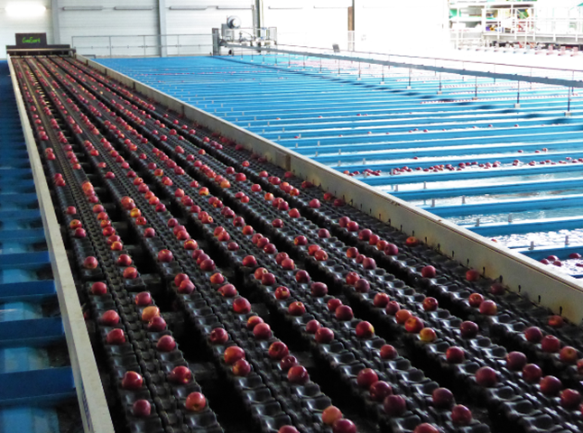 die Äpfel auf Schalenketten