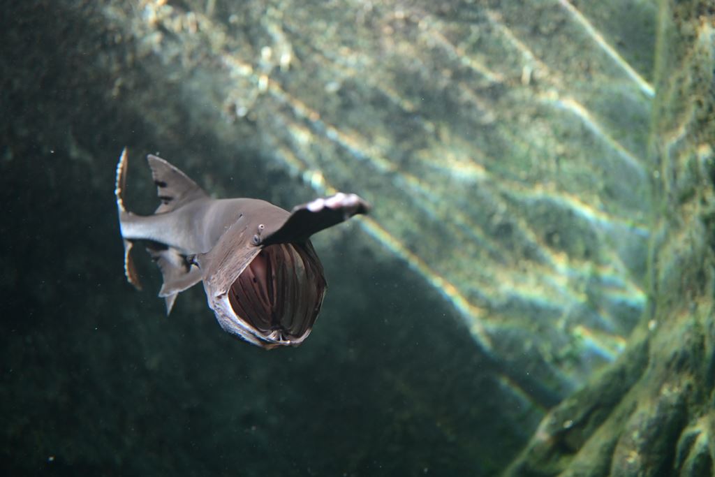 Der Paddelfisch ist ein Suspensionsfresser.